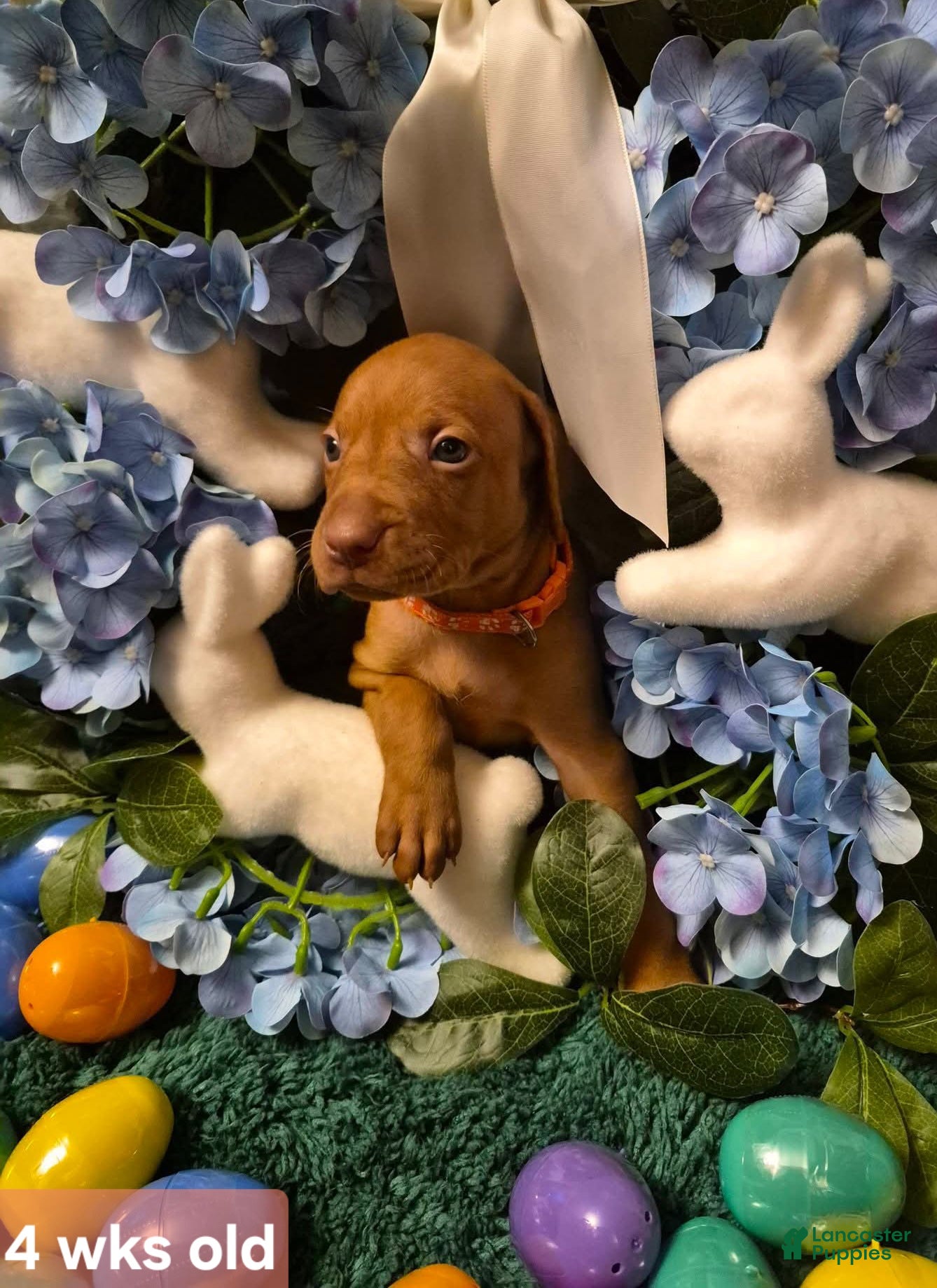 Vizsla dogs Orange Collar - Ad 10