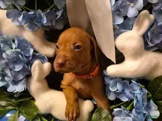 Vizsla dogs Orange Collar - Ad 8