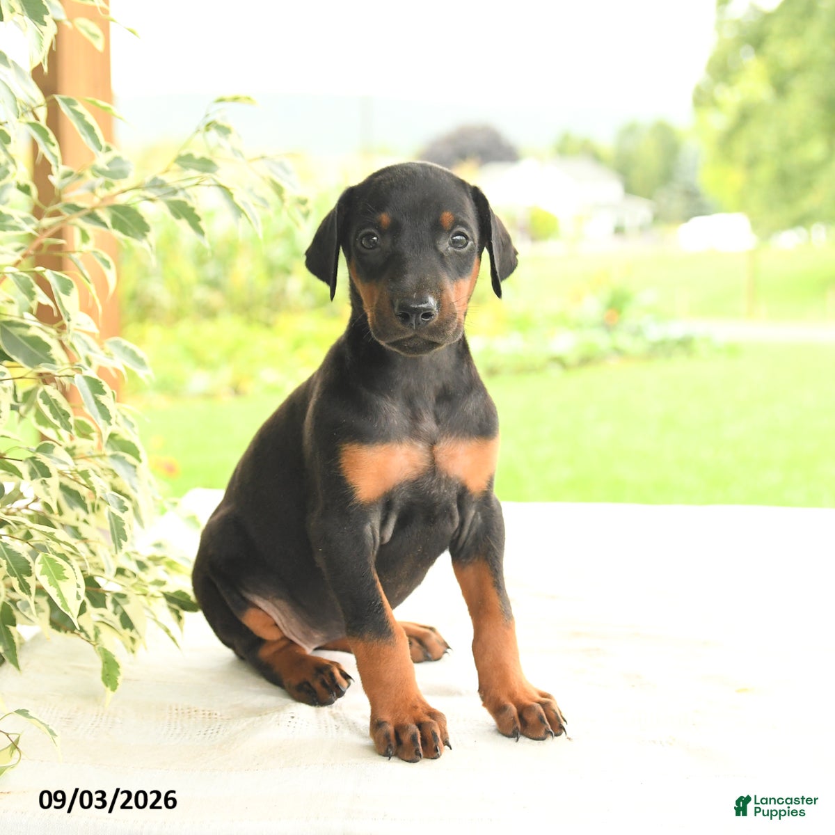 Doberman Pinscher dogs Asia - Ad 2