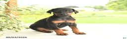 Doberman Pinscher dogs for sale: Asia - Ad 2