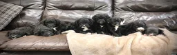 Mixed Breed dogs for sale: Boy 1 - Ad 1