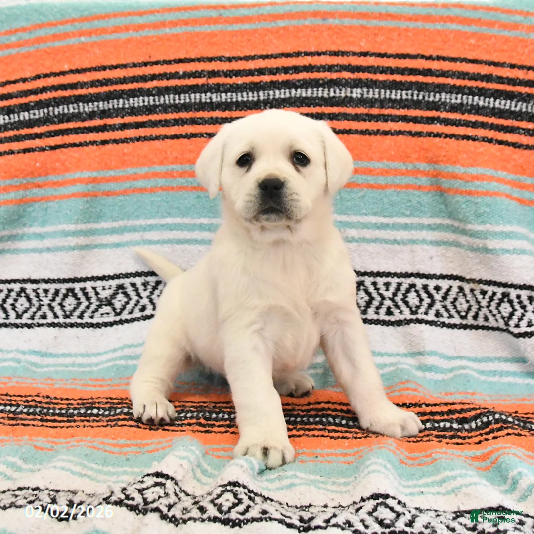 Labrador Retriever dogs for sale: Trixie - Ad 1