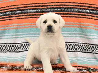 Labrador Retriever dogs Trixie - Ad 8