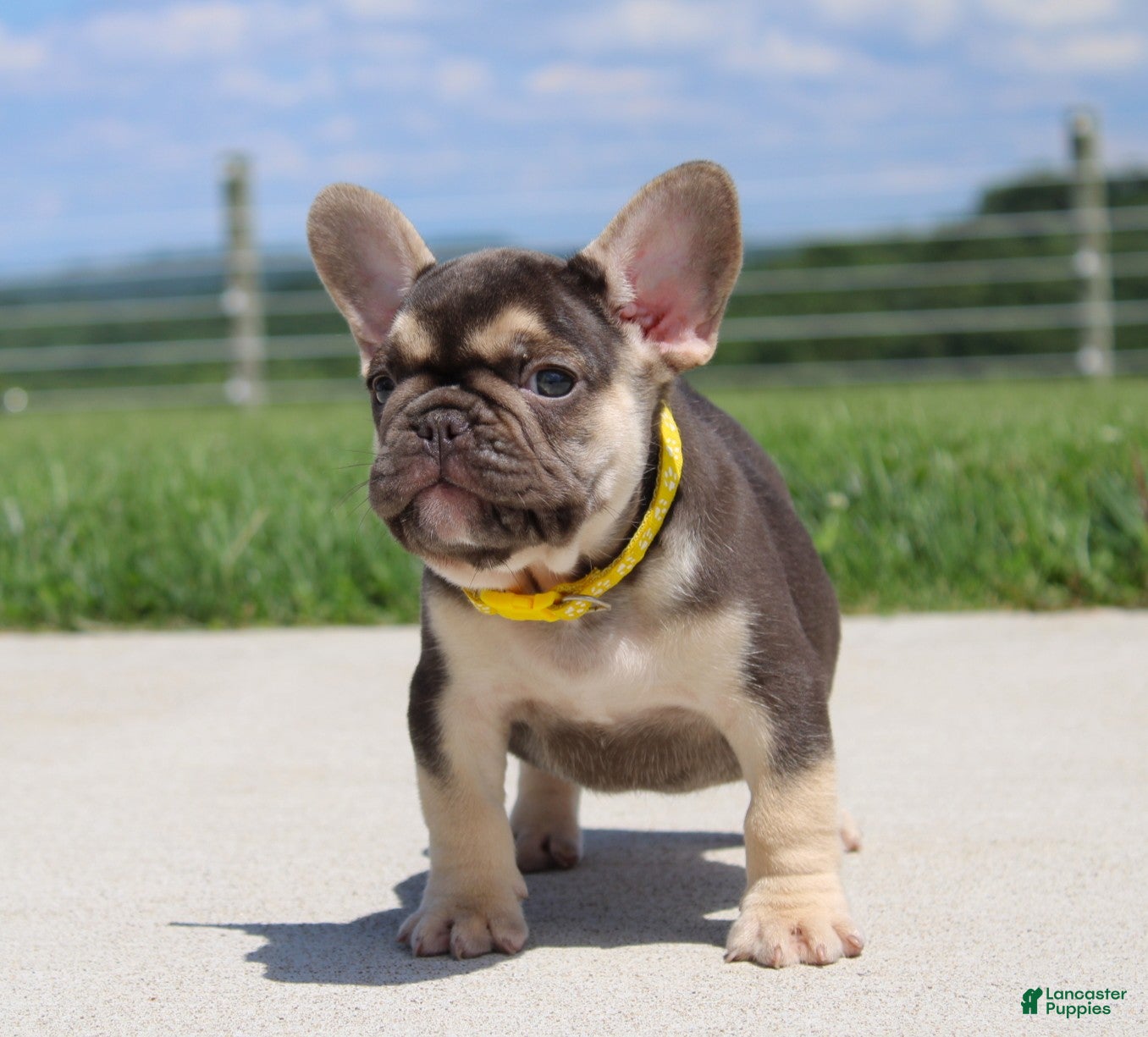 French Bulldog dogs Winston - Ad 2