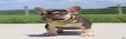 French Bulldog dogs for sale: Winston - Ad 2