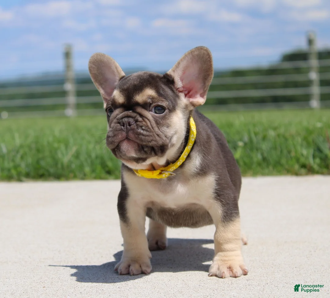 French Bulldog dogs for sale: Winston - Ad 2