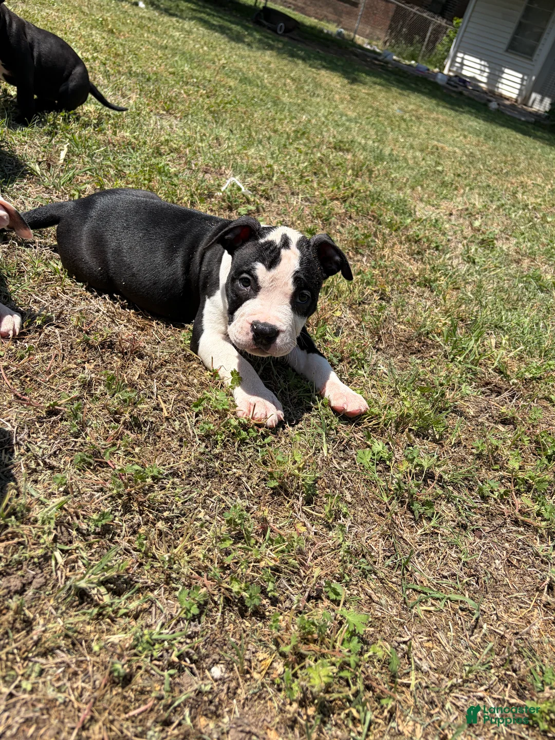 American Bully dogs for sale: American Bully Puppy 5 - Ad 2