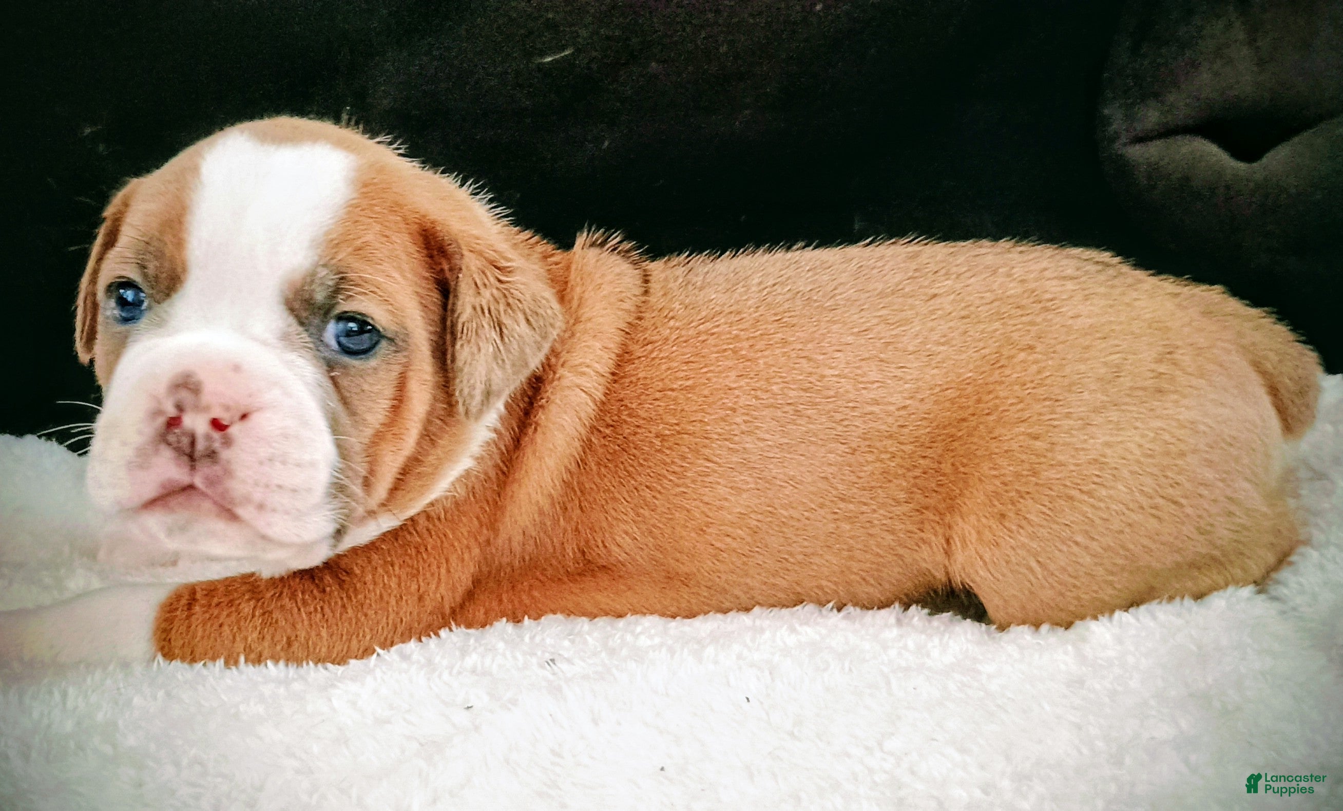 Olde English Bulldogge dogs Olde English Bulldogge Nyx - Ad 24