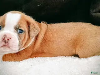 Olde English Bulldogge dogs Olde English Bulldogge Nyx - Ad 24