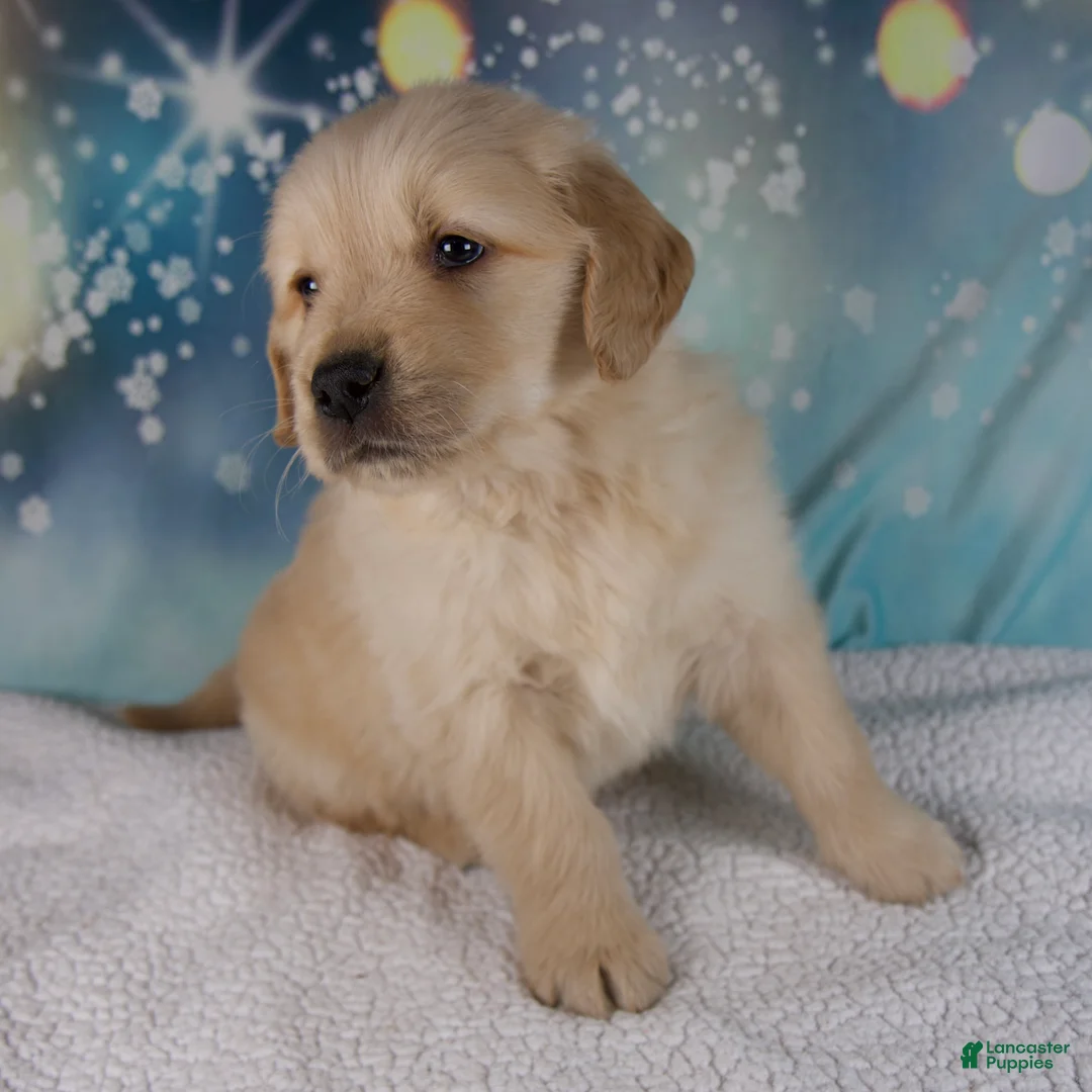 Golden Retriever dogs for sale: Ezra - Ad 4