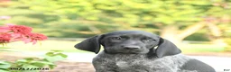 German Shorthaired Pointer dogs for sale: Alexie - Ad 4