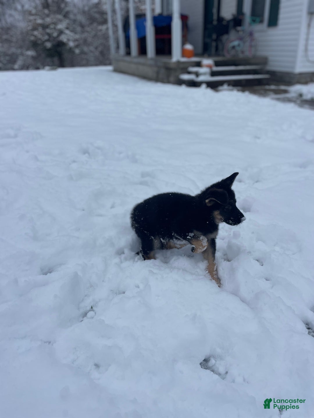 German Shepherd dogs for sale: Sprite/green collar - Ad 4