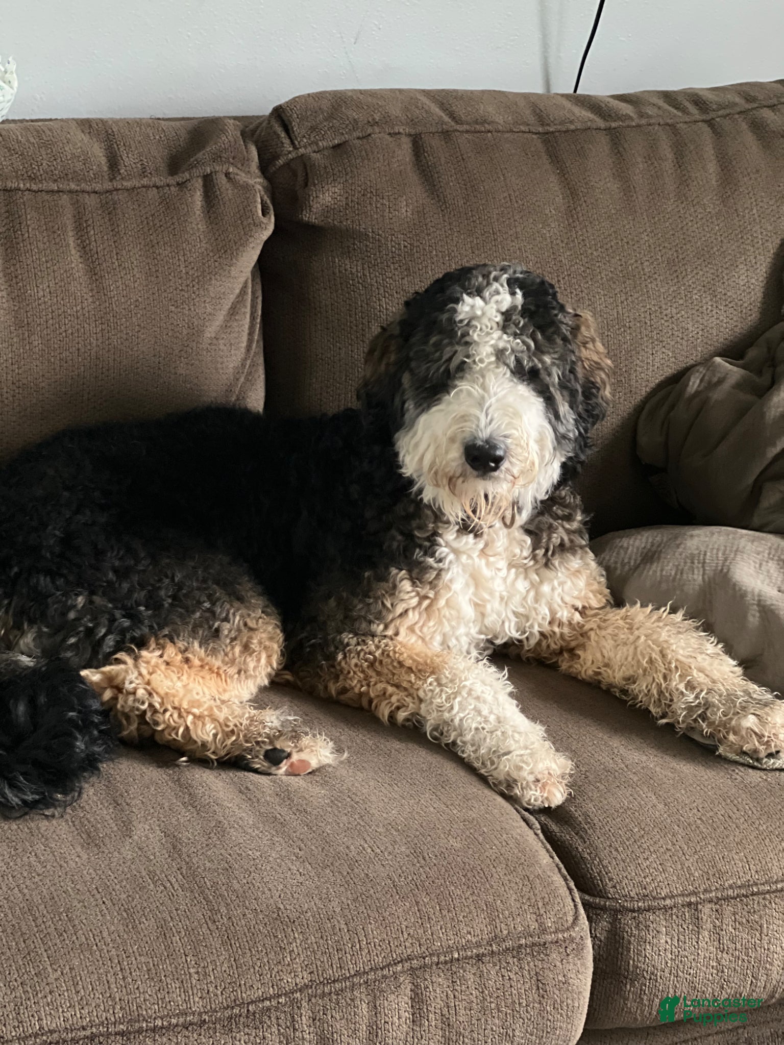 Mixed Breed dogs Oreo - Ad 2