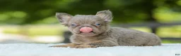 French Bulldog dogs for sale: Lucy - Ad 4