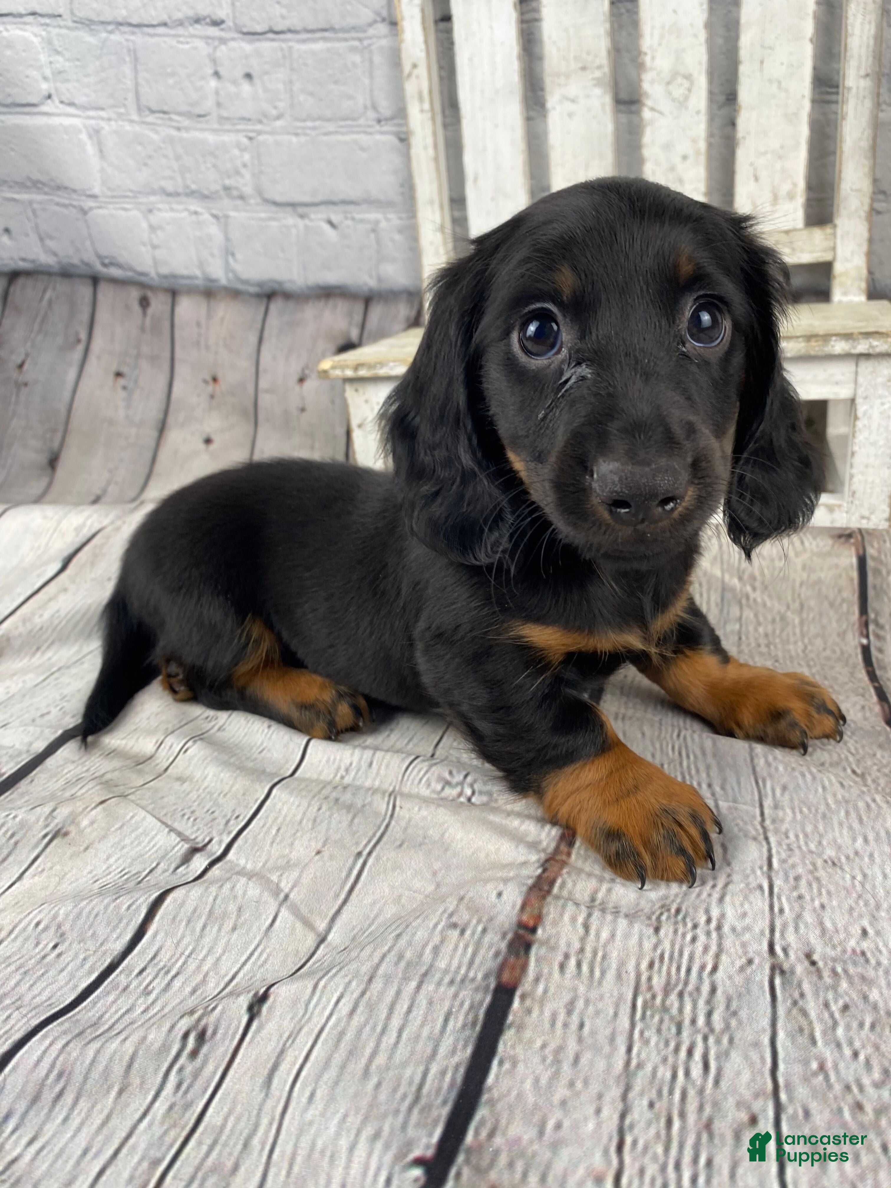Miniature Dachshund dogs Bo - Ad 1