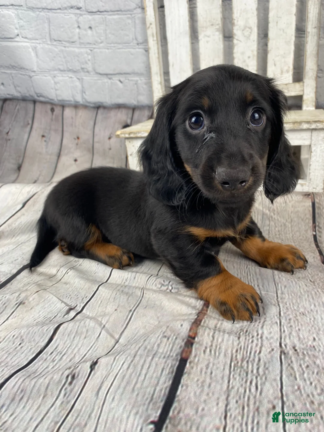 Miniature Dachshund dogs for sale: Bo - Ad 1