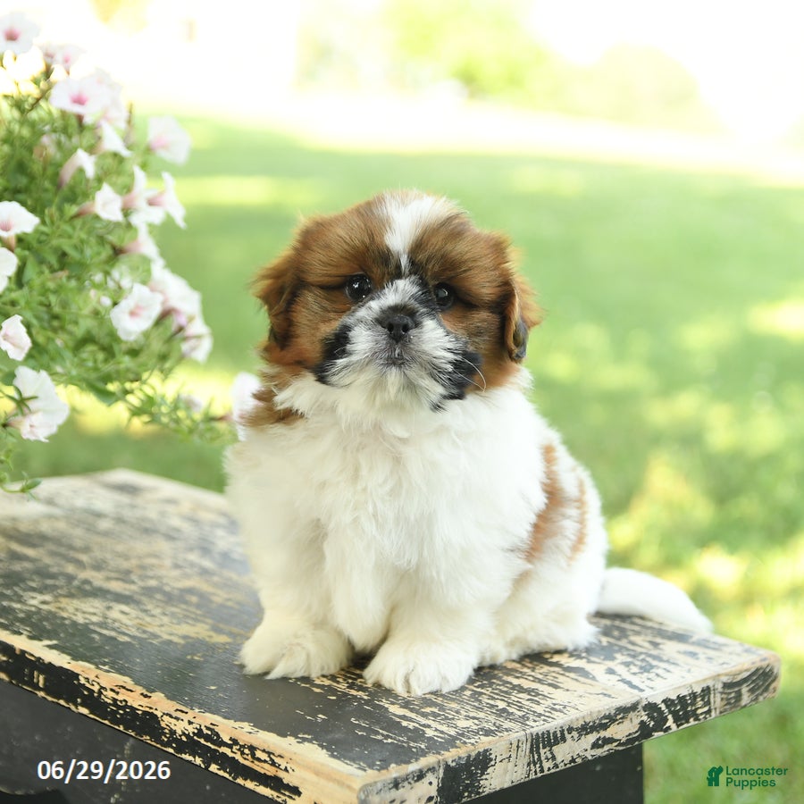 Shih Tzu dogs Smores - Ad 1
