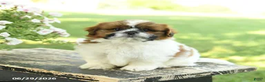 Smores