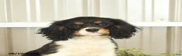 Cavalier King Charles Spaniel dogs for sale: Kira - Ad 4