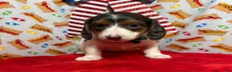 Dachshund dogs for sale: Dachshund 1 - Ad 1