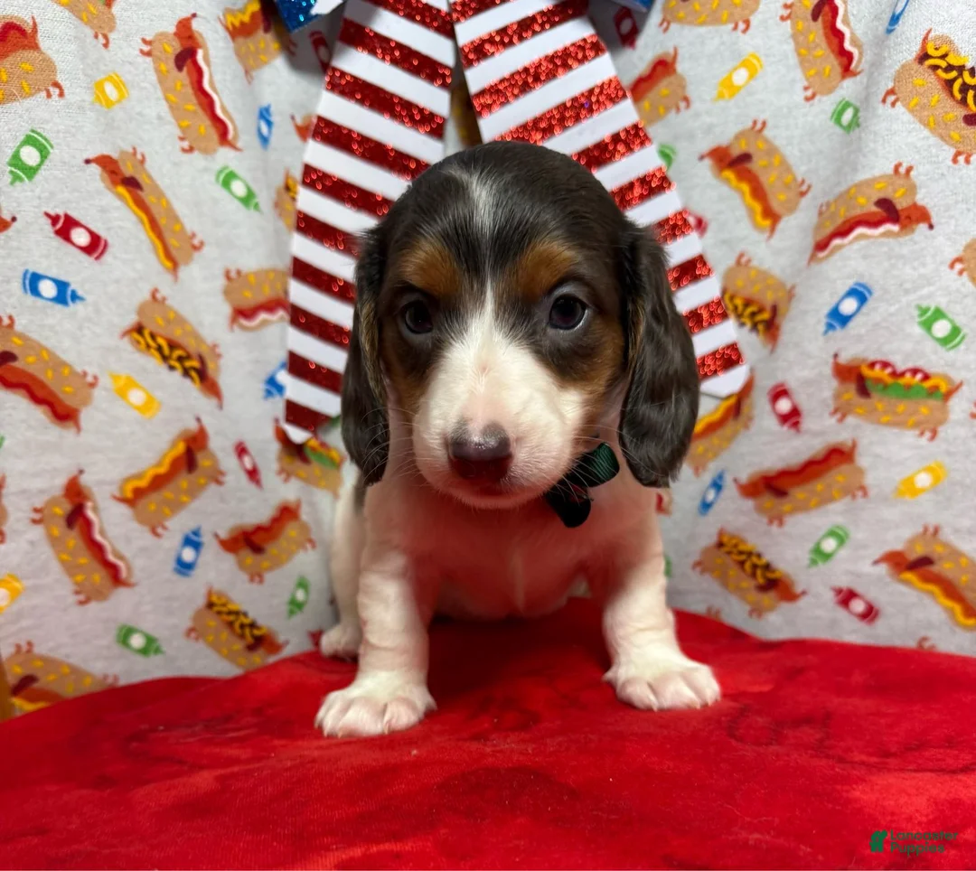 Dachshund dogs for sale: Dachshund 1 - Ad 1
