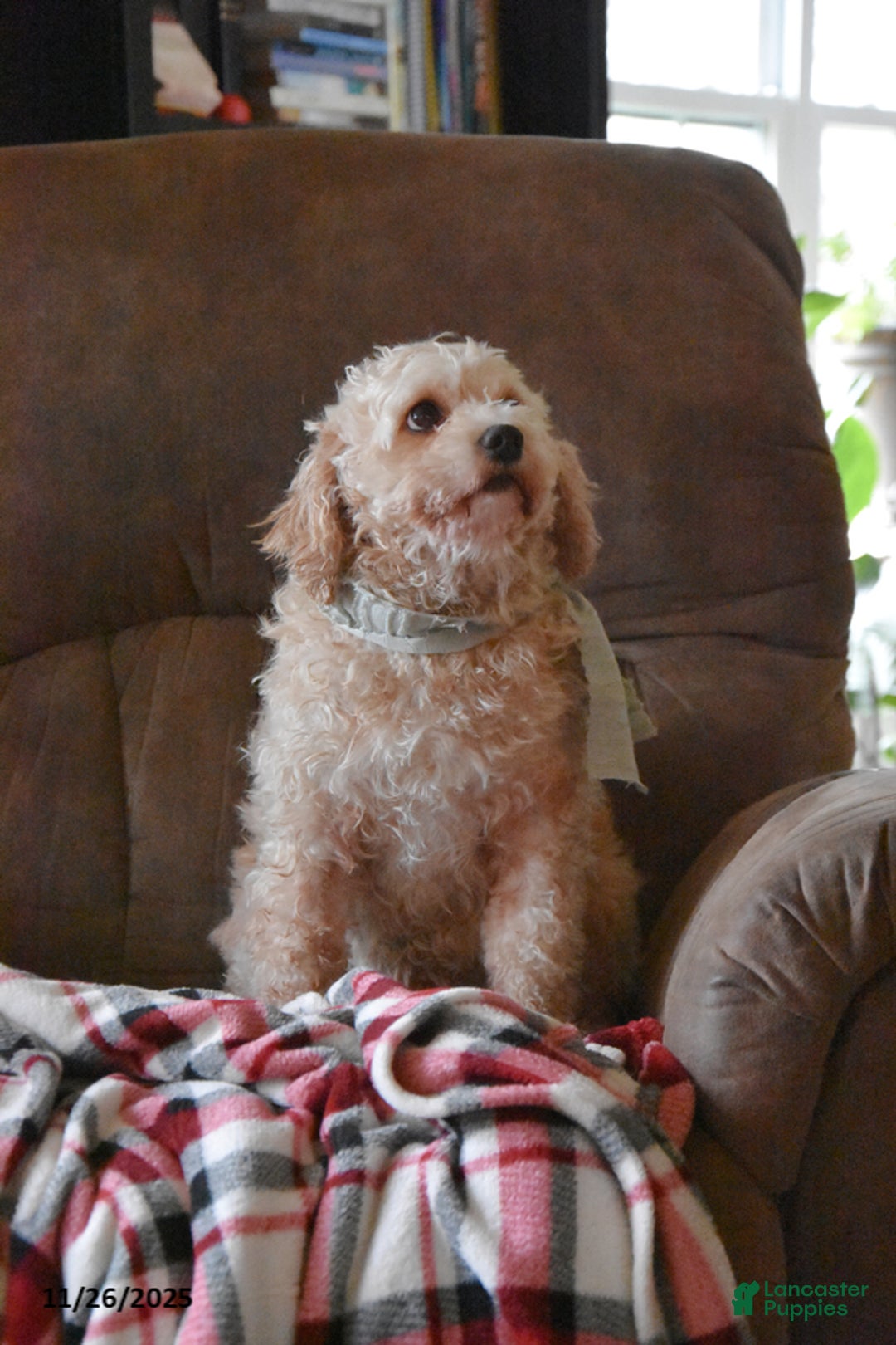 Mini Bernedoodle dogs for sale: Gracie - Ad 2