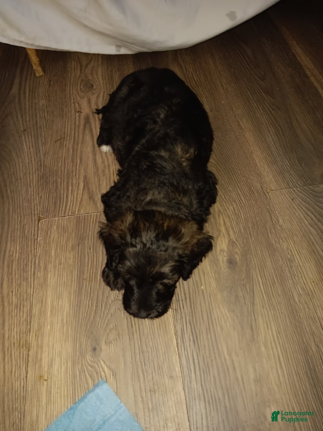 Labradoodle dogs for sale: Princess  - Ad 3