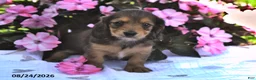 Miniature Dachshund dogs for sale: Sadie - Ad 3