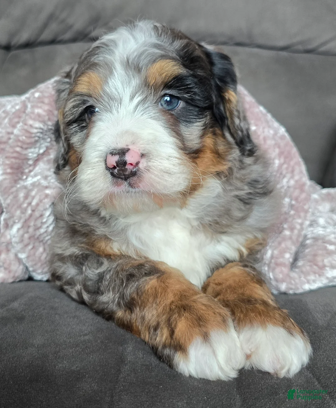 Mini Bernedoodle dogs for sale: Mini Chief - Ad 9
