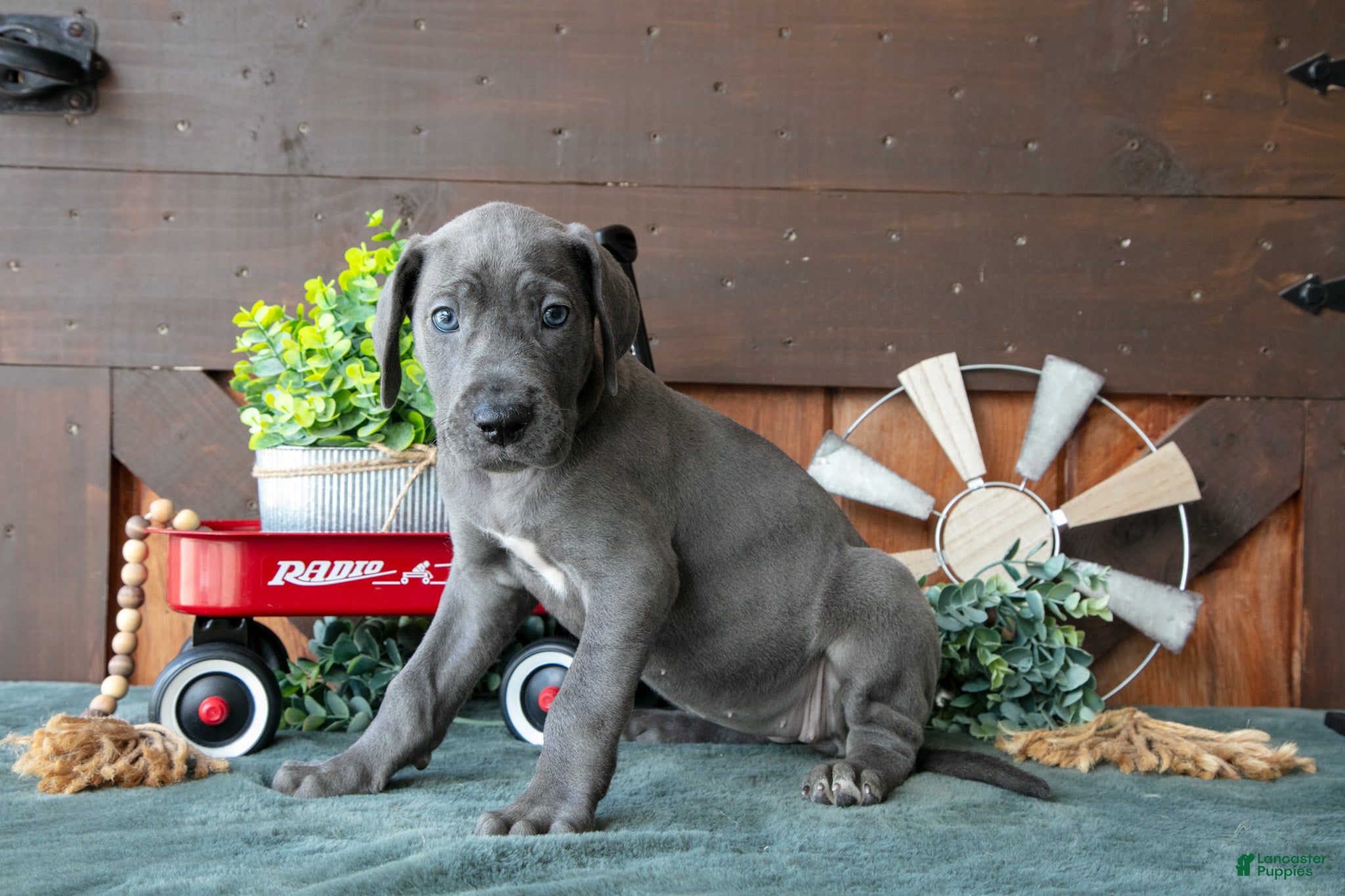 Great Dane dogs Misty - Ad 2
