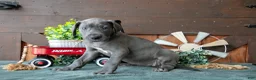Great Dane dogs for sale: Misty - Ad 2