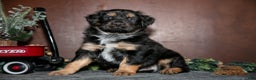 Miniature Australian Shepherd dogs for sale: Wesley - Ad 1