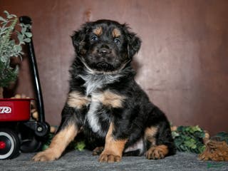 Miniature Australian Shepherd dogs for sale: Wesley - Ad 2