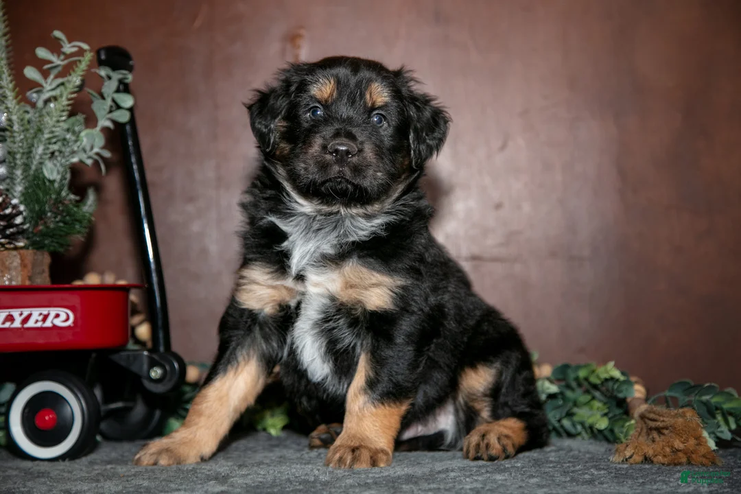 Miniature Australian Shepherd dogs for sale: Wesley - Ad 1