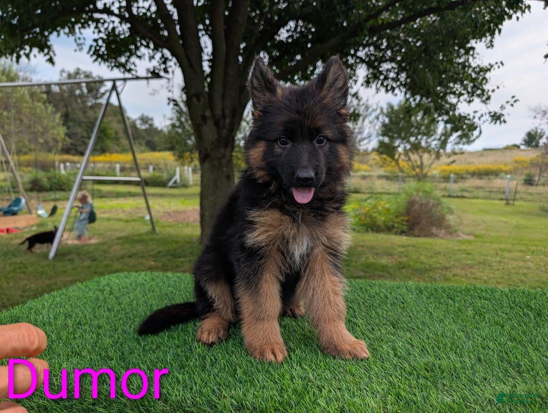 German Shepherd dogs Dumor - Ad 1