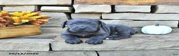 Cane Corso dogs for sale: Ozzy - Ad 5
