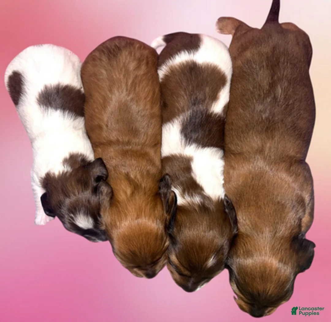 Dachshund dogs for sale: Shaded red dapple - Ad 6
