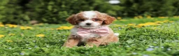 Cavapoo dogs for sale: Bambi - Ad 13