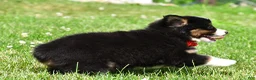 Miniature Australian Shepherd dogs for sale: Archer - Ad 9