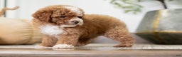 Miniature Poodle dogs for sale: Clara - Ad 7
