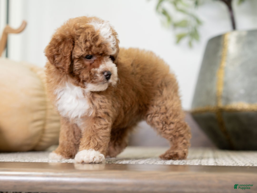 Miniature Poodle dogs for sale: Clara - Ad 7