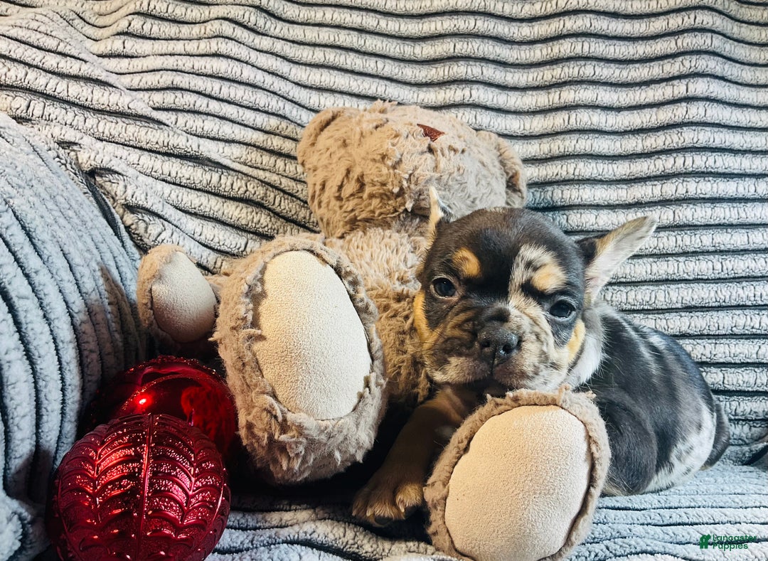 French Bulldog dogs for sale: MILA  - Ad 8