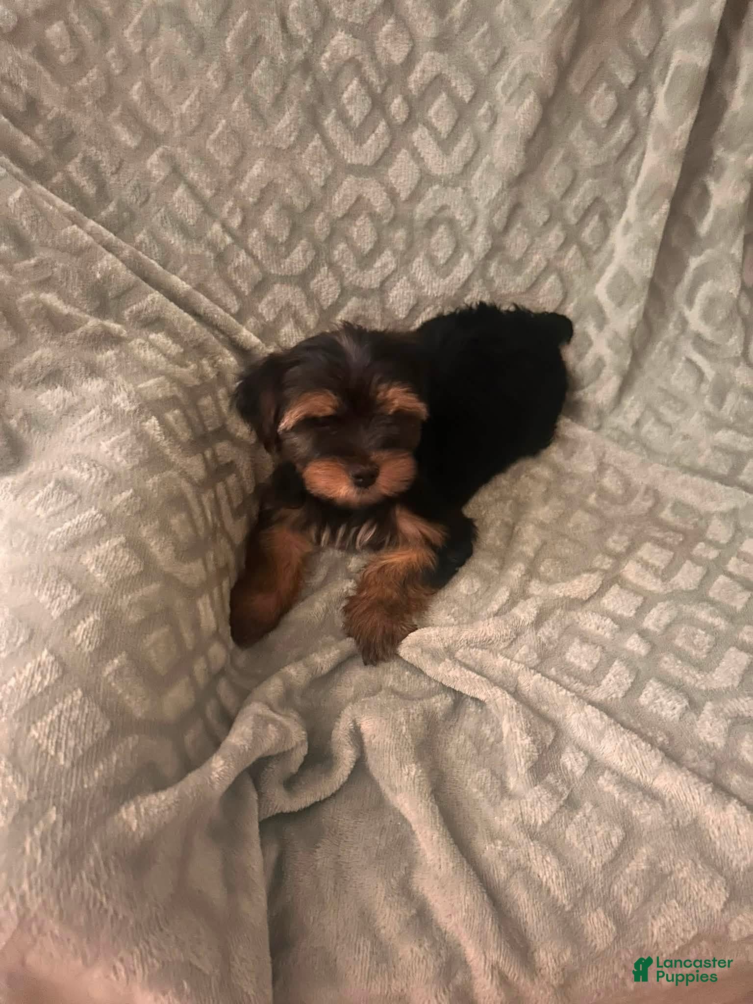 Yorkshire Terrier dogs Yorkshire Terrier 1 - Ad 1