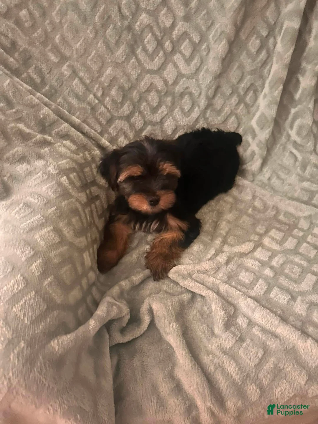 Yorkshire Terrier dogs for sale: Yorkshire Terrier 1 - Ad 1