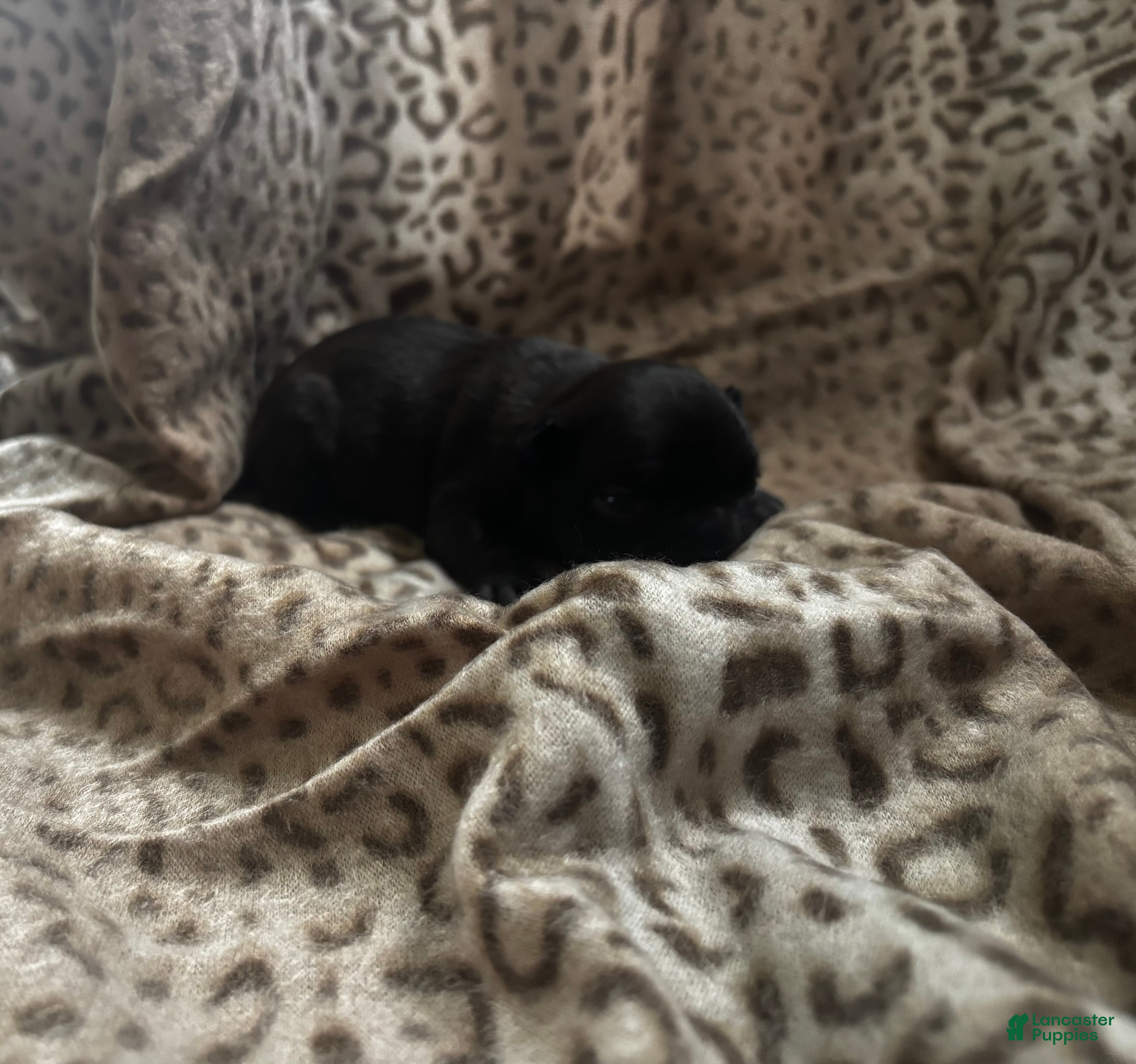 Mixed Breed dogs Dolly - Ad 37