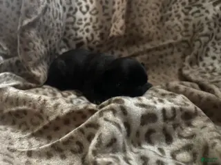 Mixed Breed dogs Dolly - Ad 34