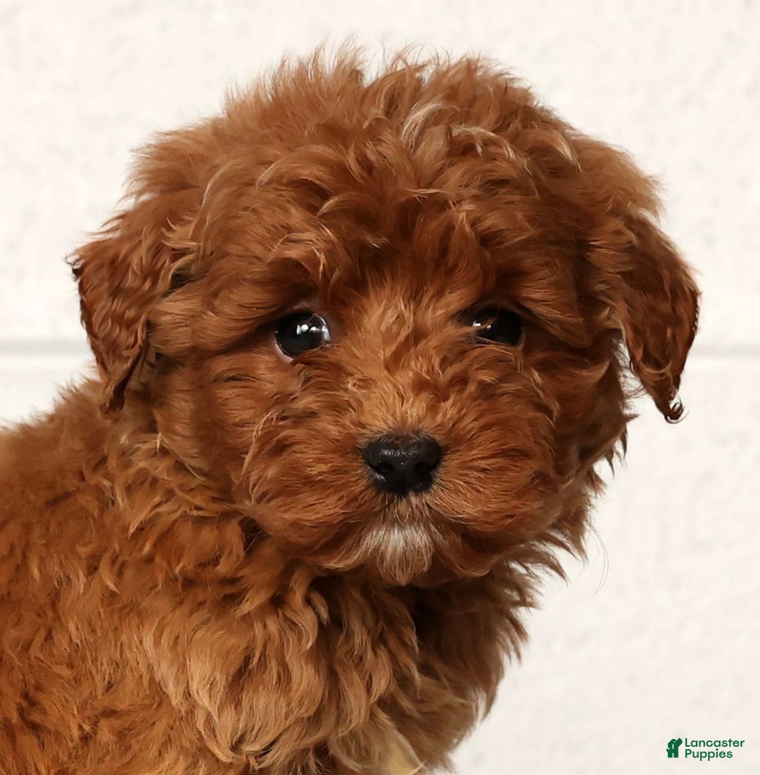 Mini Goldendoodle dogs for sale: Lisa - Ad 9