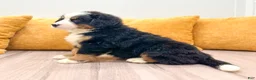 Bernese Mountain Dog dogs for sale: Ranger - Ad 5