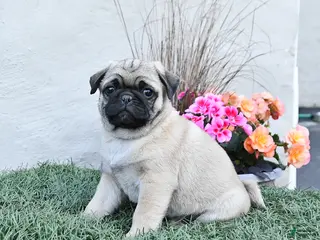 Pug dogs for sale: Pooh - Ad 4