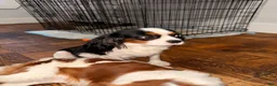 Cavalier King Charles Spaniel dogs for sale: princess - Ad 16